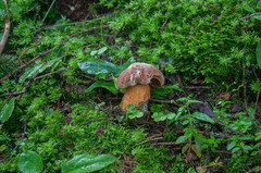 Suillellus luridus