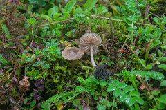 Entoloma sarcitulum