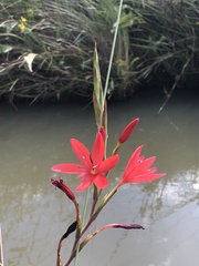 Hesperantha coccinea