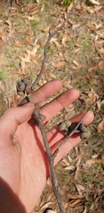 Eucalyptus baxteri