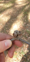 Eucalyptus baxteri