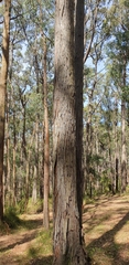 Eucalyptus baxteri