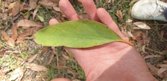 Eucalyptus baxteri