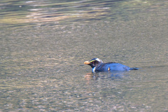 Eudyptes pachyrhynchus