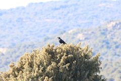 Corvus corone