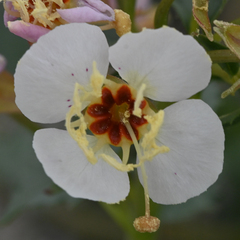 Chylismia claviformis