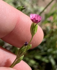 Silene antirrhina