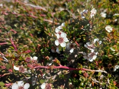 Leptospermum rupestre