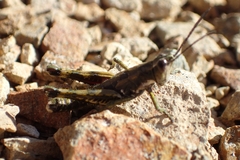 Sigaus piliferus