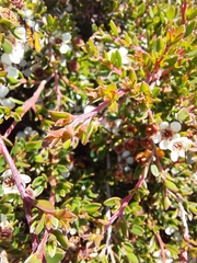 Leptospermum rupestre