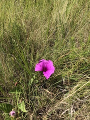 Ipomoea crassipes