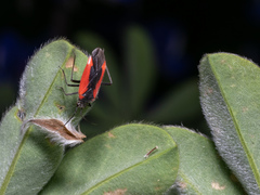 Dionconotus neglectus
