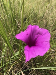 Ipomoea crassipes