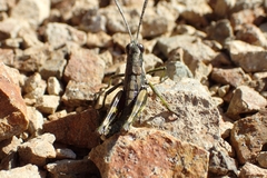 Sigaus piliferus