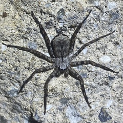 Selenops submaculosus