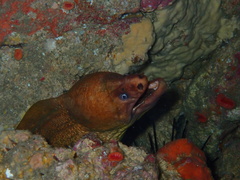 Gymnothorax prasinus