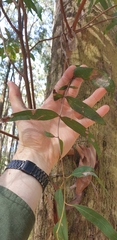 Eucalyptus radiata radiata