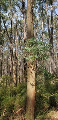 Eucalyptus radiata radiata