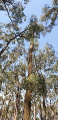 Eucalyptus radiata radiata