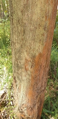 Eucalyptus radiata radiata