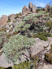 Eucalyptus coccifera