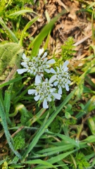 Scandix pecten-veneris