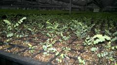 Eysenhardtia polystachya