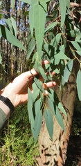 Eucalyptus radiata radiata