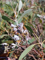Eucalyptus coccifera