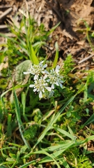 Scandix pecten-veneris