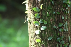 Pyrrosia