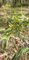 Eucalyptus radiata radiata