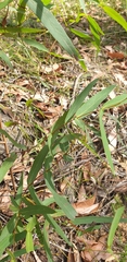 Eucalyptus radiata radiata