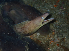Gymnothorax nubilus
