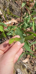 Eucalyptus radiata radiata