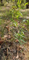 Eucalyptus radiata radiata