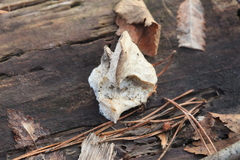 Amaropostia stiptica
