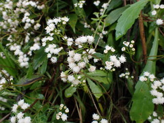 Ageratina riparia, recorded flowering
