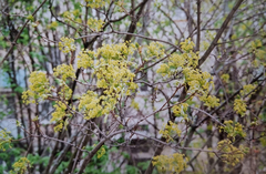 Acer platanoides