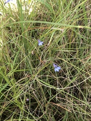 Lobelia flaccida