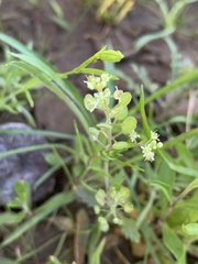 Lepidium lasiocarpum