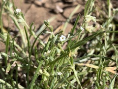Pectocarya platycarpa