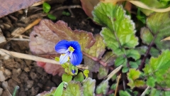 Veronica syriaca