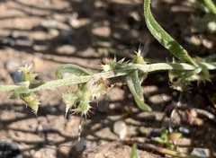 Pectocarya platycarpa