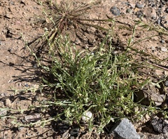 Pectocarya platycarpa