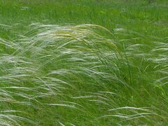 Stipa lessingiana