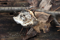 Amaropostia stiptica