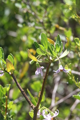 Solanum guineense