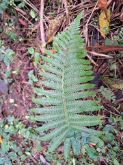 Sphaerostephanos taiwanensis