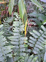 Diplazium viridissimum